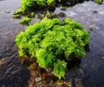 developing-the-potential-of-green-seaweeds:-research-on-nutrients-and-active-ingredients